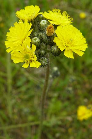 Hieracium arvicola \ Rain-Habichtskraut / Lynchet Hawkweed, D Theisbergstegen 24.5.2015