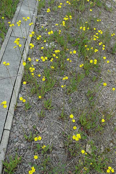 Hieracium arvicola \ Rain-Habichtskraut, D Theisbergstegen 24.5.2015