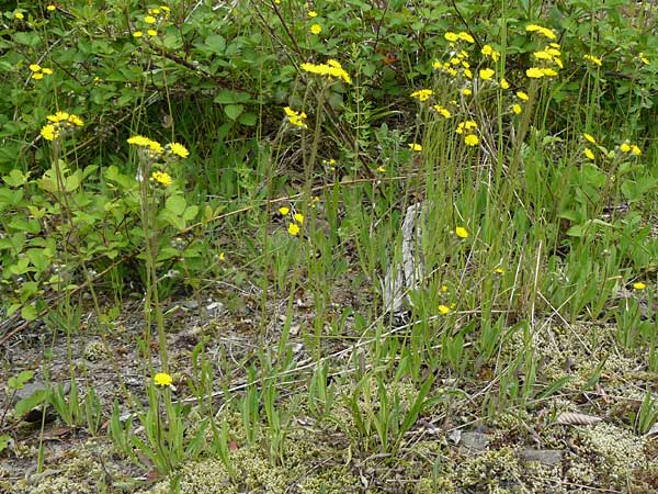 Hieracium arvicola \ Rain-Habichtskraut, D Theisbergstegen 24.5.2015