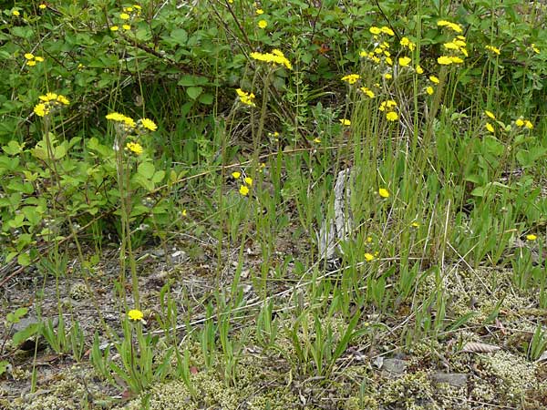 Hieracium arvicola / Lynchet Hawkweed, D Theisbergstegen 24.5.2015