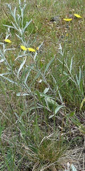 Hieracium aridum \ Trockenheitsliebendes Habichtskraut / Hawkweed, D Alsenz 6.6.2015