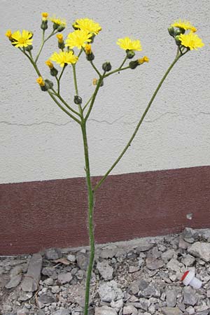 Hieracium arvicola / Lynchet Hawkweed, D Theisbergstegen 24.5.2015