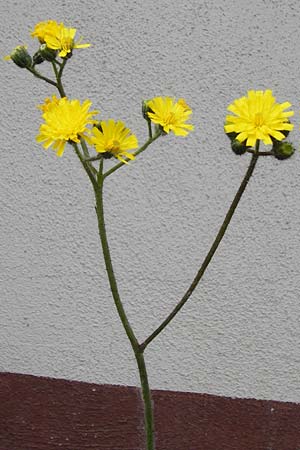 Hieracium arvicola / Lynchet Hawkweed, D Theisbergstegen 24.5.2015