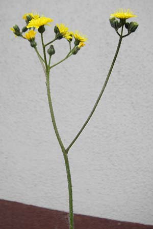 Hieracium arvicola \ Rain-Habichtskraut, D Theisbergstegen 24.5.2015