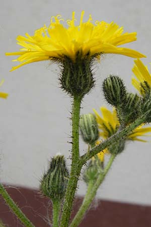 Hieracium arvicola / Lynchet Hawkweed, D Theisbergstegen 24.5.2015