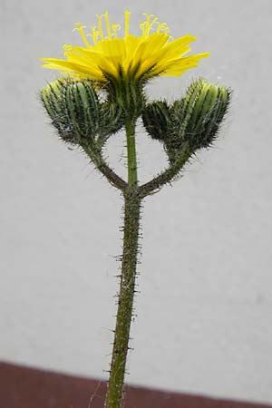 Hieracium arvicola \ Rain-Habichtskraut, D Theisbergstegen 24.5.2015