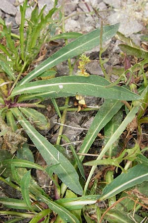 Hieracium arvicola \ Rain-Habichtskraut / Lynchet Hawkweed, D Theisbergstegen 24.5.2015