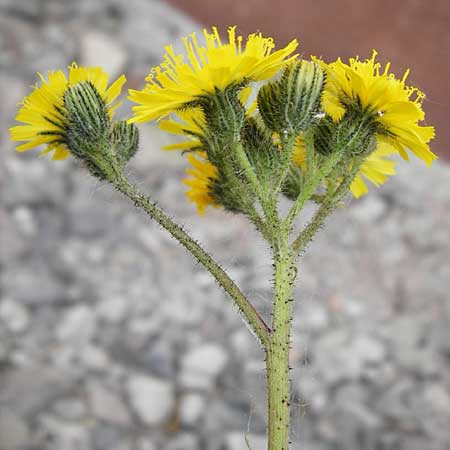 Hieracium arvicola \ Rain-Habichtskraut / Lynchet Hawkweed, D Theisbergstegen 24.5.2015