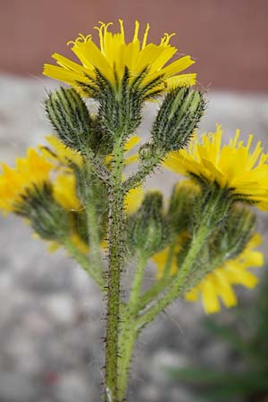 Hieracium arvicola \ Rain-Habichtskraut, D Theisbergstegen 24.5.2015