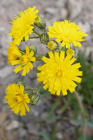 Hieracium arvicola / Lynchet Hawkweed, D Theisbergstegen 24.5.2015