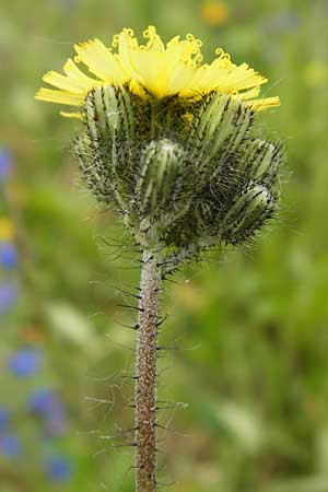 Hieracium arvicola \ Rain-Habichtskraut, D Theisbergstegen 24.5.2015