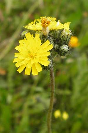 Hieracium arvicola / Lynchet Hawkweed, D Theisbergstegen 24.5.2015