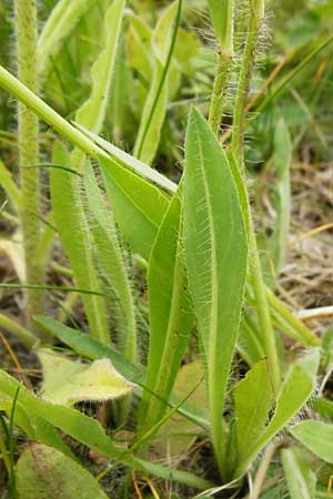 Hieracium arvicola \ Rain-Habichtskraut / Lynchet Hawkweed, D Theisbergstegen 24.5.2015