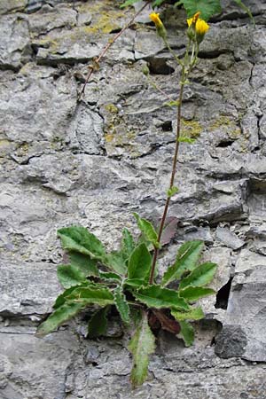 Hieracium amplexicaule \ Stngelumfassendes Habichtskraut / Sticky Hawkweed, D Bad Wimpfen 30.5.2015