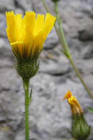 Hieracium amplexicaule \ Stngelumfassendes Habichtskraut / Sticky Hawkweed, D Bad Wimpfen 30.5.2015