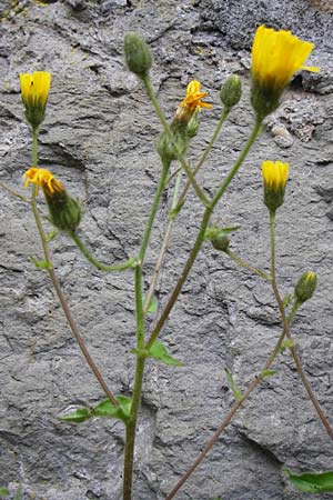 Hieracium amplexicaule \ Stngelumfassendes Habichtskraut / Sticky Hawkweed, D Bad Wimpfen 30.5.2015