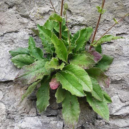 Hieracium amplexicaule \ Stngelumfassendes Habichtskraut / Sticky Hawkweed, D Bad Wimpfen 30.5.2015