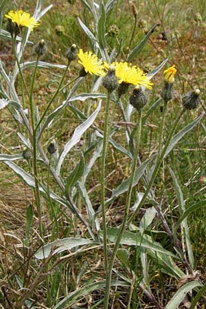 Hieracium aridum \ Trockenheitsliebendes Habichtskraut, D Alsenz 6.6.2015