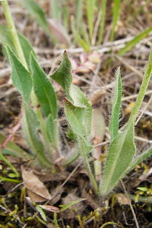 Hieracium aridum \ Trockenheitsliebendes Habichtskraut, D Alsenz 6.6.2015