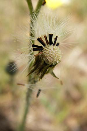 Hieracium aridum \ Trockenheitsliebendes Habichtskraut, D Alsenz 6.6.2015