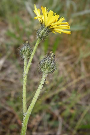 Hieracium aridum \ Trockenheitsliebendes Habichtskraut / Hawkweed, D Alsenz 6.6.2015