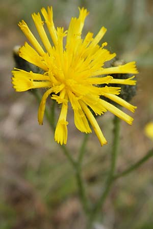 Hieracium aridum \ Trockenheitsliebendes Habichtskraut, D Alsenz 6.6.2015