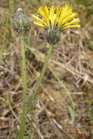 Hieracium aridum \ Trockenheitsliebendes Habichtskraut / Hawkweed, D Alsenz 6.6.2015