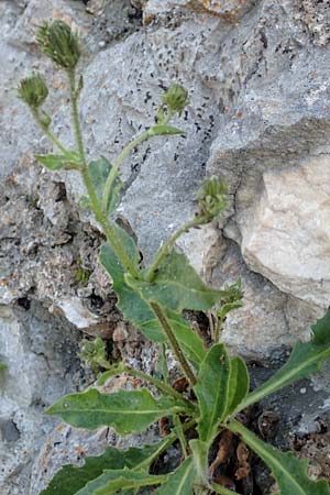 Hieracium amplexicaule \ Stngelumfassendes Habichtskraut / Sticky Hawkweed, D Pfronten 28.6.2016