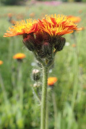 Hieracium aurantiacum \ Orangerotes Habichtskraut, D Dortmund 22.5.2018