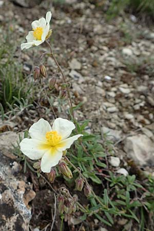 Helianthemum apenninum \ Apennin-Sonnenrschen / White Rock-Rose, D Werbach 29.5.2019