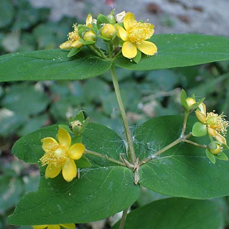 Hypericum androsaemum \ Blut-Johanniskraut, Mannsblut, D Mannheim 10.6.2023