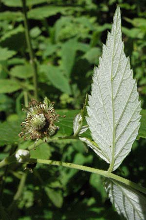 Rubus idaeus \ Himbeere, D Schwarzwald, Feldberg 24.6.2007