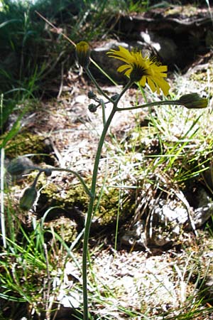 Hieracium bifidum \ Gabeliges Habichtskraut / Hawkweed, D Hechingen 3.6.2015