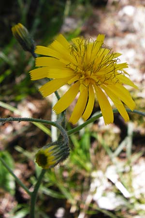 Hieracium bifidum \ Gabeliges Habichtskraut / Hawkweed, D Hechingen 3.6.2015