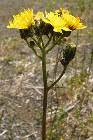 Hieracium bauhini \ Ungarisches Habichtskraut / Bauhin's Hawkweed, D Alsenz 6.6.2015