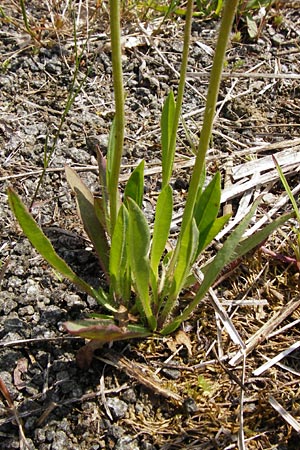 Hieracium bauhini \ Ungarisches Habichtskraut, D Alsenz 6.6.2015