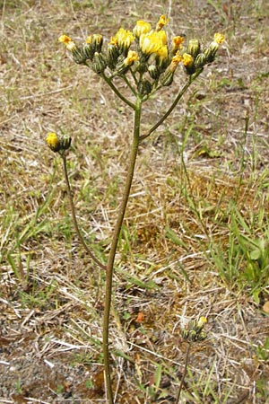 Hieracium bauhini \ Ungarisches Habichtskraut / Bauhin's Hawkweed, D Alsenz 6.6.2015