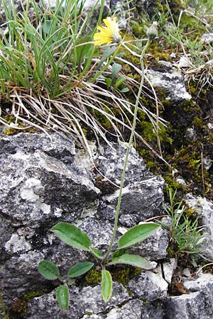 Hieracium bifidum \ Gabeliges Habichtskraut / Hawkweed, D Hechingen 20.6.2015