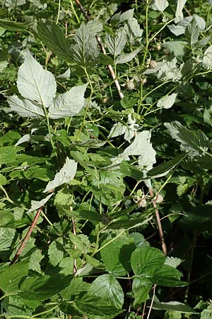 Rubus idaeus \ Himbeere, D Odenwald, Reichelsheim 16.6.2017