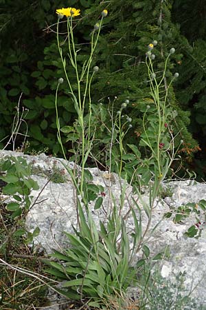 Hieracium bupleuroides \ Hasenohr-Habichtskraut, Durchwachs-Habichtskraut, D Fridingen 26.6.2018