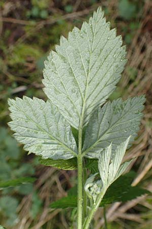 Rubus idaeus \ Himbeere, D Schalksmühle 25.4.2019