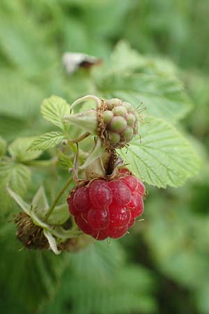 Rubus idaeus \ Himbeere / Raspberry, D Salmünster 20.6.2020