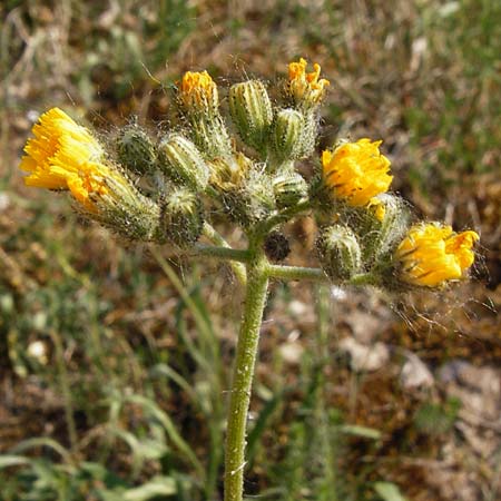 Hieracium cymosum \ Trugdoldiges Habichtskraut / Cymose Hawkweed, D Limburg 22.5.2015