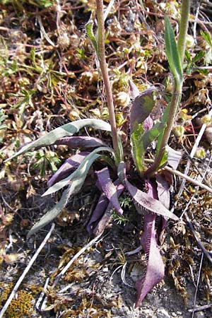 Hieracium cymosum \ Trugdoldiges Habichtskraut / Cymose Hawkweed, D Limburg 22.5.2015