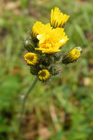 Hieracium calodon \ Schnhaariges Habichtskraut, D Walheim 30.5.2015