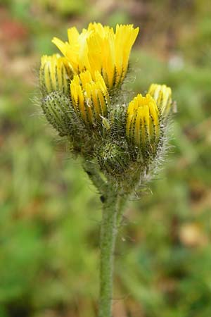 Hieracium calodon \ Schnhaariges Habichtskraut, D Walheim 30.5.2015