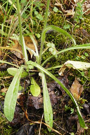 Hieracium calodon \ Schnhaariges Habichtskraut, D Walheim 30.5.2015