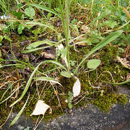 Hieracium calodon \ Schönhaariges Habichtskraut, D Walheim 30.5.2015