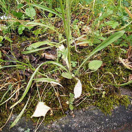 Hieracium calodon \ Schnhaariges Habichtskraut / Hawkweed, D Walheim 30.5.2015