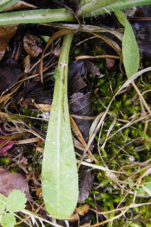 Hieracium calodon \ Schnhaariges Habichtskraut / Hawkweed, D Walheim 30.5.2015